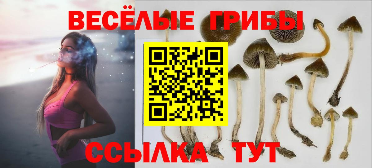 Курчалой  Галлюциногенные грибы Cubensis  Псилоцибиновые грибы Psilocybe  Вход с VPN 
